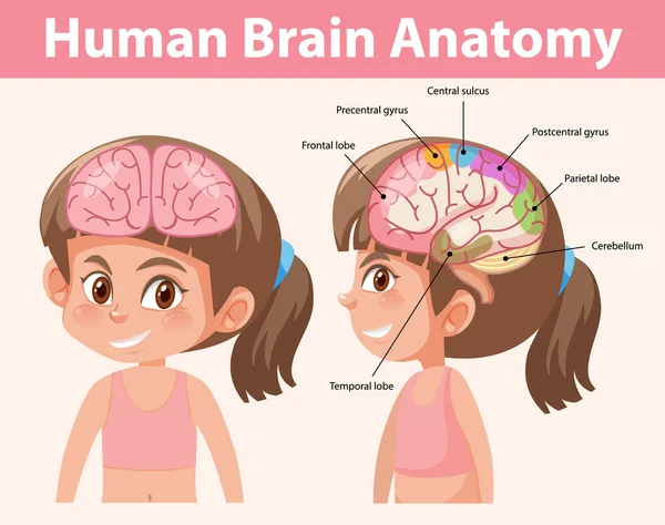 Informační Plakát Ilustrací Diagramu Lidského Mozku — Stockový vektor