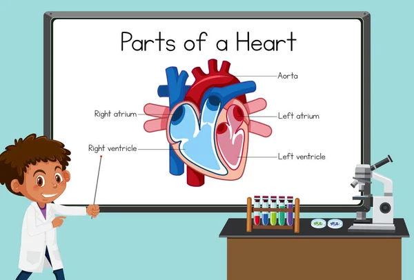 Joven Científico Explicando Partes Corazón Delante Tablero Ilustración Laboratorio — Vector de stock