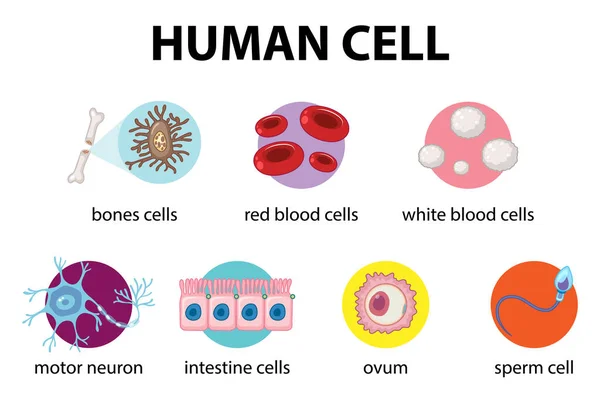 Schemat Komórki Ludzkiej Celów Edukacyjnych Ilustracja — Wektor stockowy