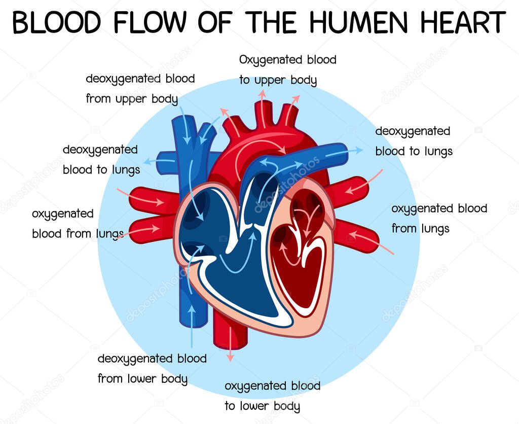 Diagram of Blood Flow of the Human Heart illustration