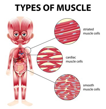 Types of muscle cell diagram illustration clipart