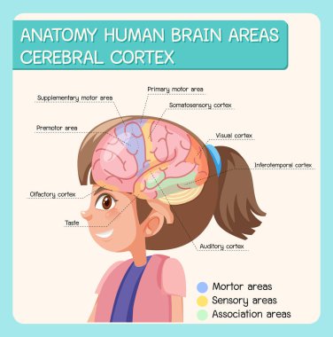 Etiketli serebral korteks insan beyni alanları