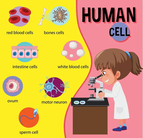 Schema Della Cellula Umana Illustrazione Dell Educazione — Vettoriale Stock