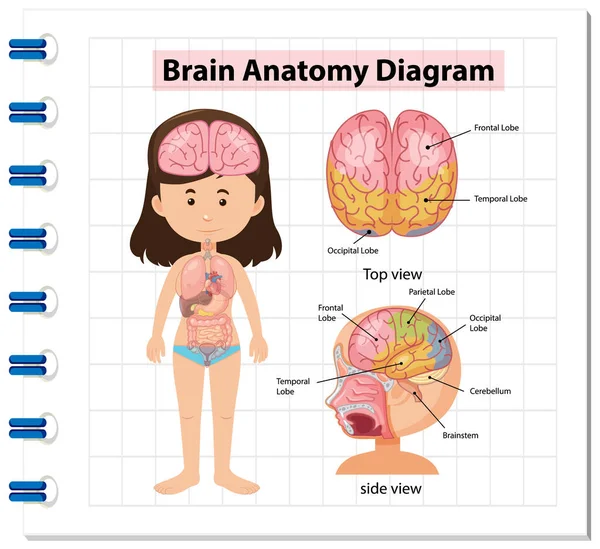 Informační Plakát Ilustrací Diagramu Lidského Mozku — Stockový vektor