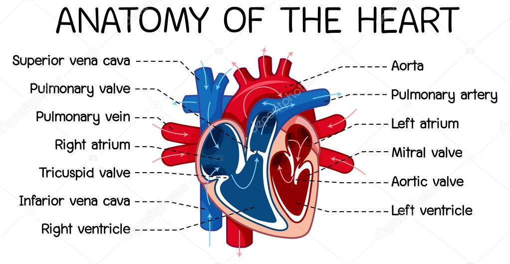 Information poster of human heart diagram illustration