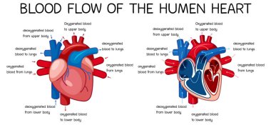 Blood flow of human heart diagram illustration clipart
