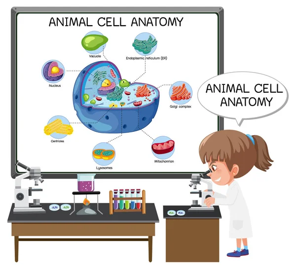 Ilustracja Anatomii Komórek Zwierzęcych Schemat Biologiczny — Wektor stockowy