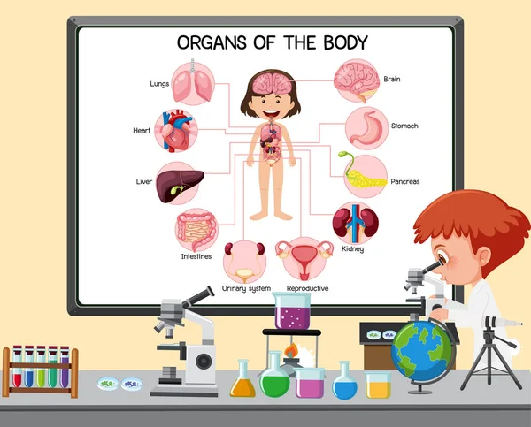 Joven Científico Explicando Órganos Del Cuerpo Delante Tablero Con Elementos — Vector de stock