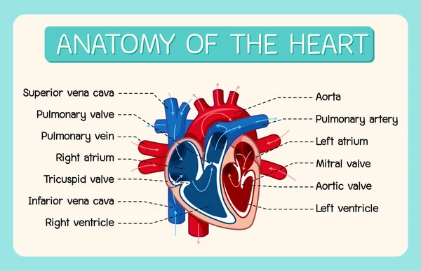 Информационный Плакат Иллюстрации Диаграммы Сердца Человека — стоковый вектор