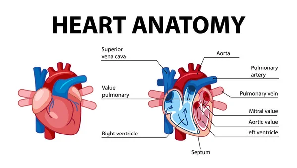 Information Poster Human Heart Diagram Illustration — Stock Vector