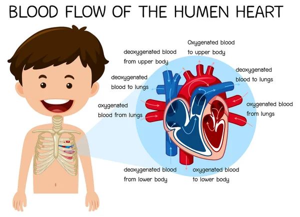 Blutfluss Des Menschlichen Herzens Illustration — Stockvektor
