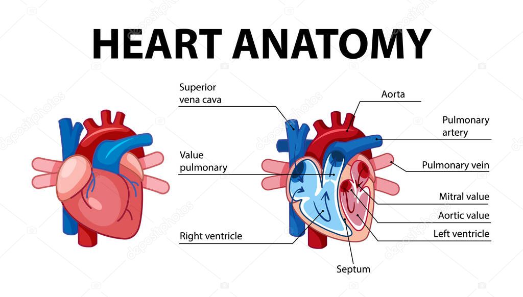Information poster of human heart diagram illustration