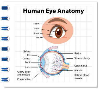 Etiket çizimi ile insan gözü anatomisi diyagramı