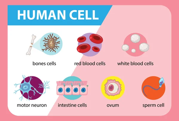 Діаграма Людської Клітини Освітньої Ілюстрації — стоковий вектор