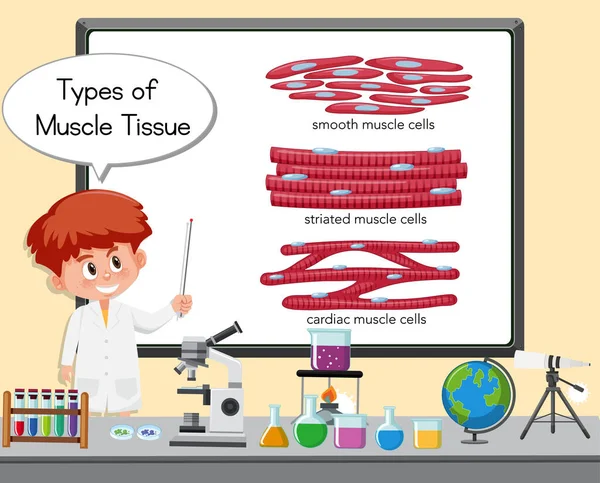 Ilmuwan Muda Menjelaskan Jenis Jaringan Otot Depan Papan Dengan Ilustrasi - Stok Vektor