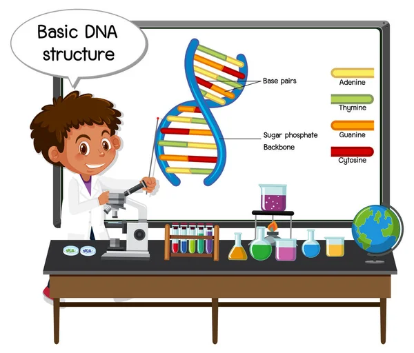 Young Scientist Explaining Basic Dna Structure Front Board Laboratory Elements — Stock Vector