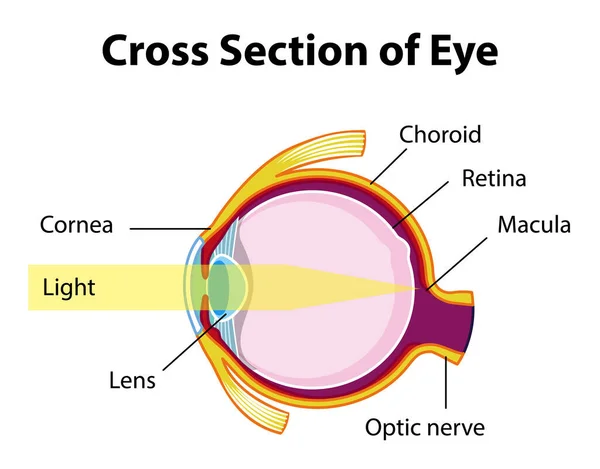 Human Eye Anatomy Cross Section Eye Diagram Illustration — Stock Vector