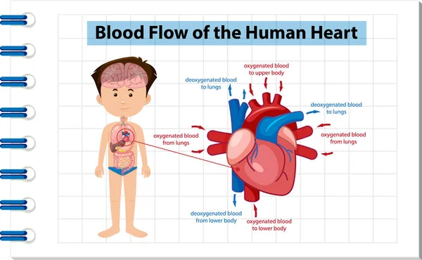Cartel Informativo Del Diagrama Del Corazón Humano Ilustración — Vector de stock