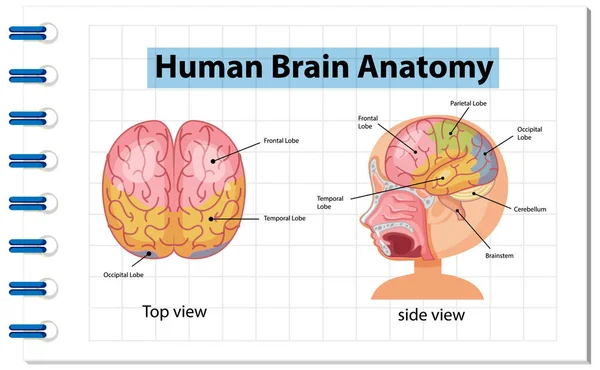 Afiche Informativo Ilustración Del Diagrama Cerebral Humano — Archivo Imágenes Vectoriales