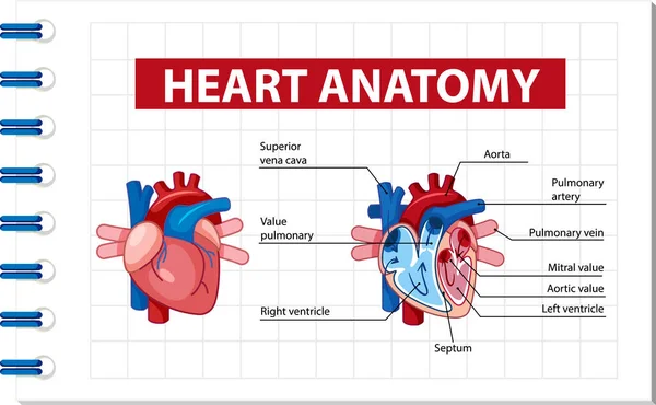 Informationsaffisch För Mänskliga Hjärtdiagram Illustration — Stock vektor