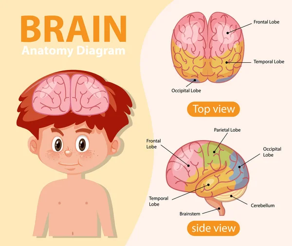 Informationsplakat Zur Illustration Des Menschlichen Gehirndiagramms — Stockvektor