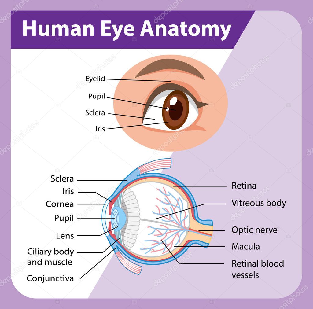 Diagram of human eye anatomy with label illustration
