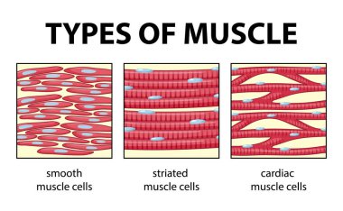 Striated Muscle Free Vector Eps Cdr Ai Svg Vector Illustration Graphic Art