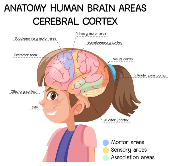 Anatomía Áreas Cerebrales Humanas Corteza Cerebral Con Ilustración Etiqueta — Archivo Imágenes Vectoriales
