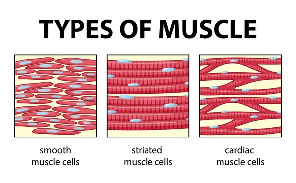 Tipos Diagrama Células Musculares Ilustración — Archivo Imágenes Vectoriales