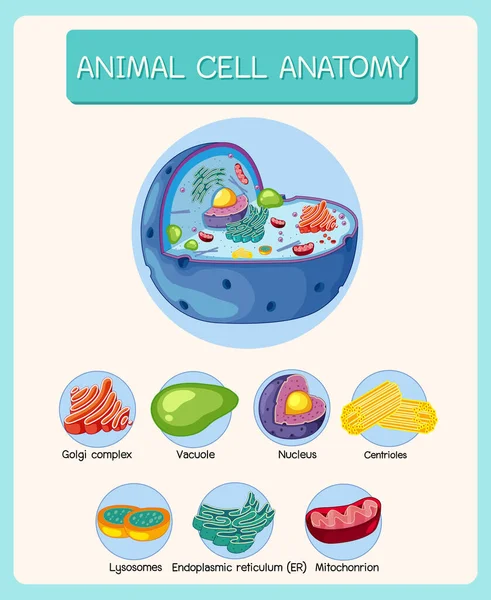 Anatomy Animal Cell Biology Diagram Illustration — Stock Vector