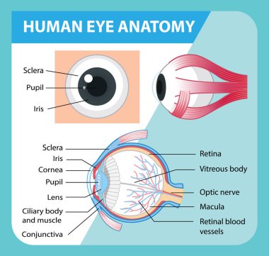 Etiket çizimi ile insan gözü anatomisi diyagramı