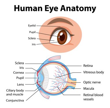 Etiket çizimi ile insan gözü anatomisi diyagramı