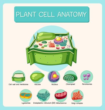 Anatomy of plant cell (Biology Diagram) illustration clipart