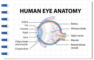 Etiket çizimi ile insan gözü anatomisi diyagramı