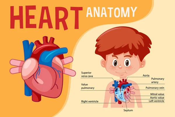 Інформаційний Плакат Ілюстрації Діаграми Серця Людини — стоковий вектор