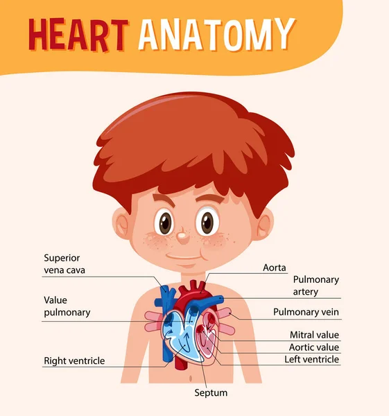 Cartel Informativo Del Diagrama Del Corazón Humano Ilustración — Vector de stock