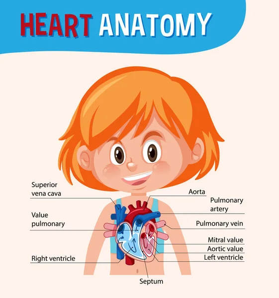 Cartel Informativo Del Diagrama Del Corazón Humano Ilustración — Vector de stock