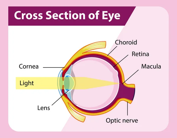 Human Eye Anatomy Cross Section Eye Diagram Illustration — Stock Vector