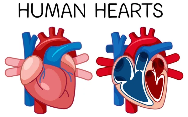 Information Poster Human Heart Illustration — Stock Vector