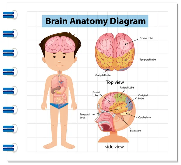 Information Poster Human Brain Diagram Illustration — Stock Vector