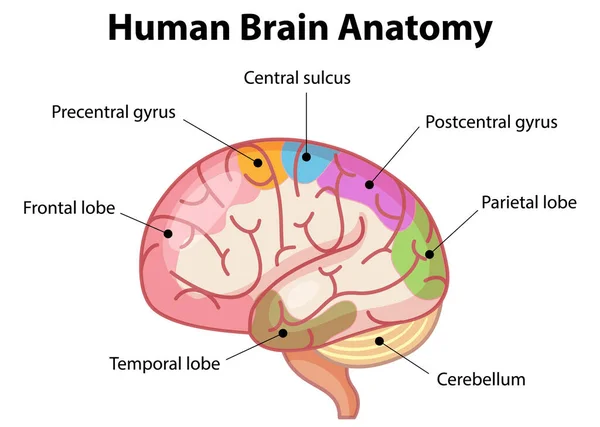 Afiche Informativo Ilustración Del Diagrama Cerebral Humano — Archivo Imágenes Vectoriales