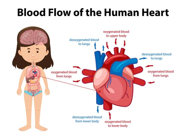 Flux Sanguin Coeur Humain Illustration Diagramme — Image vectorielle