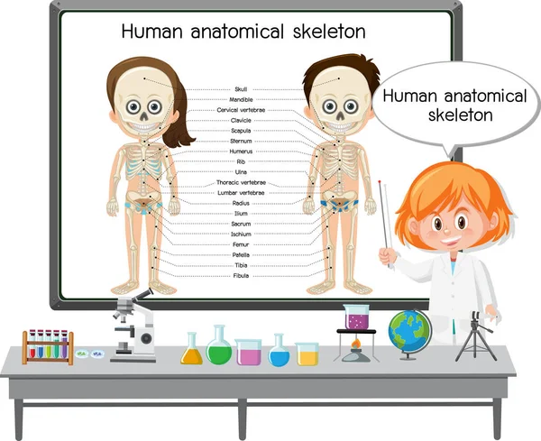 Joven Médico Explicando Ilustración Del Esqueleto Anatómico Humano — Archivo Imágenes Vectoriales