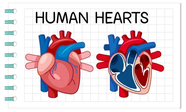 Cartel Informativo Ilustración Del Corazón Humano — Vector de stock