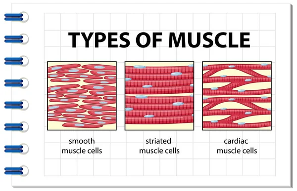 Tipos Diagrama Células Musculares Ilustración — Archivo Imágenes Vectoriales