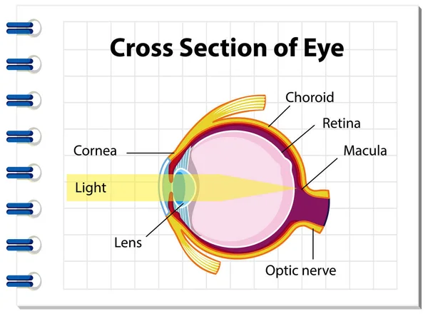 Anatomie Oculaire Humaine Avec Section Transversale Illustration Diagramme Oculaire — Image vectorielle