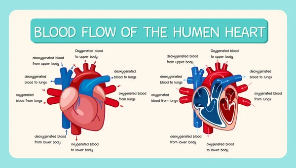 Иллюстрация Кровотока Диаграммы Сердца Человека — стоковый вектор