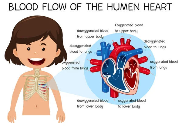 Ilustración Del Flujo Sanguíneo Del Corazón Humano — Archivo Imágenes Vectoriales