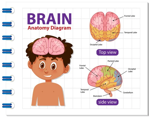 Afiche Informativo Ilustración Del Diagrama Cerebral Humano — Archivo Imágenes Vectoriales