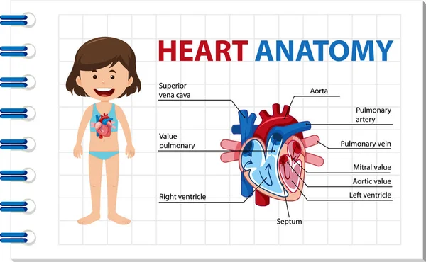Information Poster Human Heart Diagram Illustration — Stock Vector